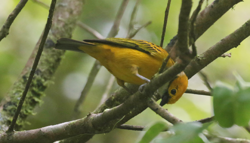 Silver-throated Tanager